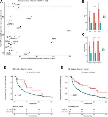 MGA Mutation as a Novel Biomarker for Immune Checkpoint Therapies in Non-Squamous Non-Small Cell Lung Cancer